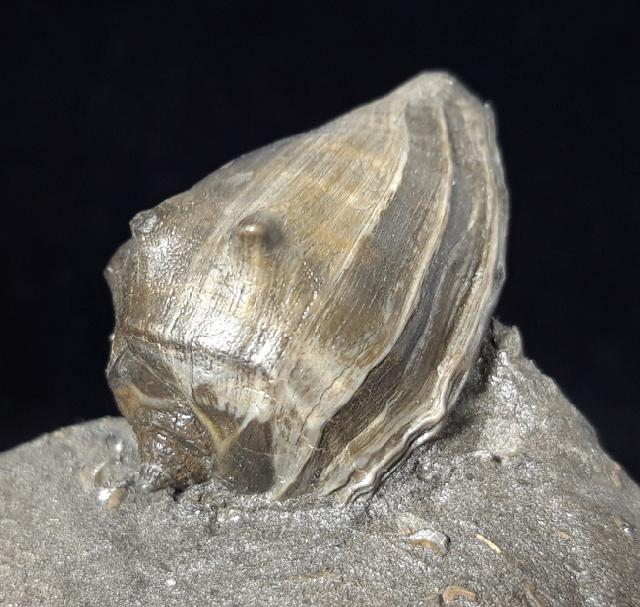 Athleta ficulina rarispina (LAMARCK 1811) - Bild © FossNet FossilienStore